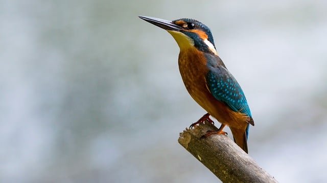 Visite en Vendée de la cité des oiseaux